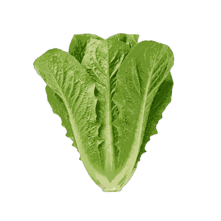 Laitue chinoise
