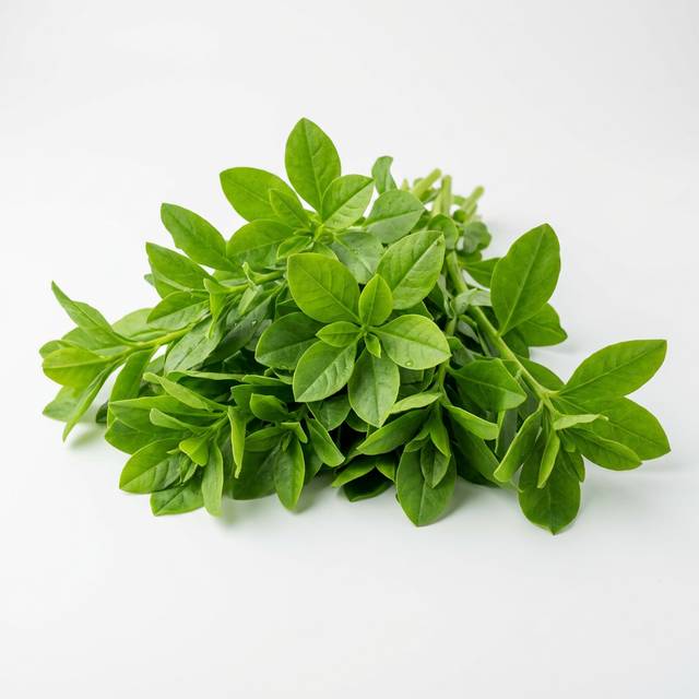 Waterleaf en feuilles frais